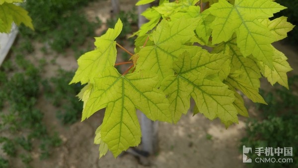 LG G4行貨版拍照體驗(1)_LG G4第5張圖 LG G4行貨版拍照體驗(1)_LG G4第5張圖