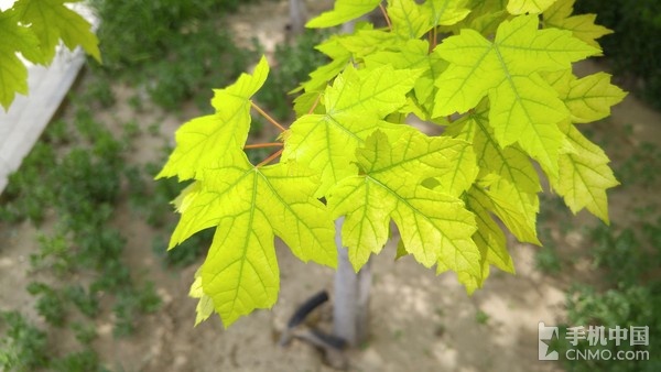 LG G4行貨版拍照體驗(1)_LG G4第6張圖 LG G4行貨版拍照體驗(1)_LG G4第6張圖