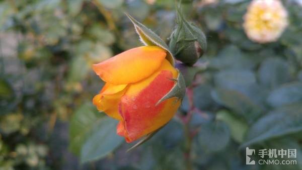 LG G4行貨版拍照體驗(2)_LG G4第1張圖 LG G4行貨版拍照體驗(2)_LG G4第1張圖