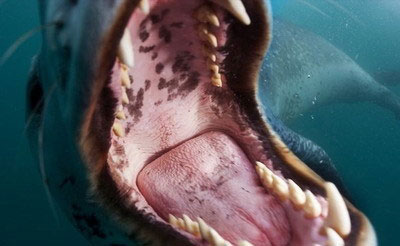 阿里收購優(yōu)土 優(yōu)酷土豆 視頻網(wǎng)站