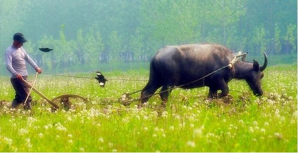 農(nóng)村老齡化快于城市：種1畝地收入≈城里打工1周