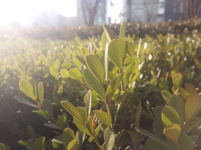 千元機(jī)大戰(zhàn) 榮耀暢玩5X對(duì)比紅米Note 3