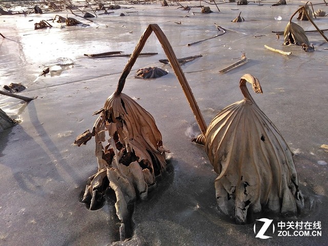 一角的殘荷被凍僵在冰面里,無人關心。