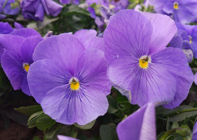 樂Max 2值得買嗎 樂Max 2評測