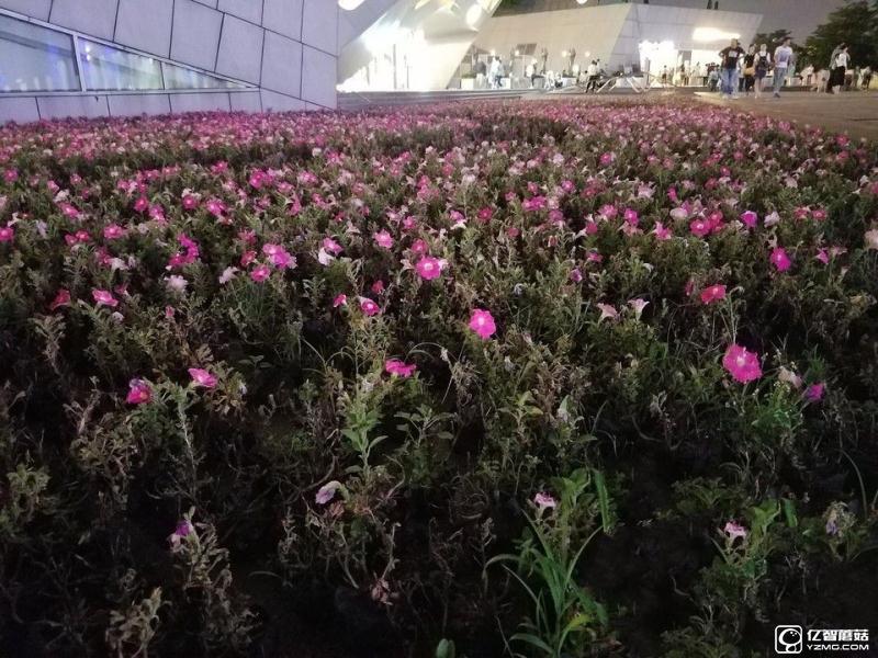 華為P9/三星 S7 edge拍照對(duì)比評(píng)測(cè)