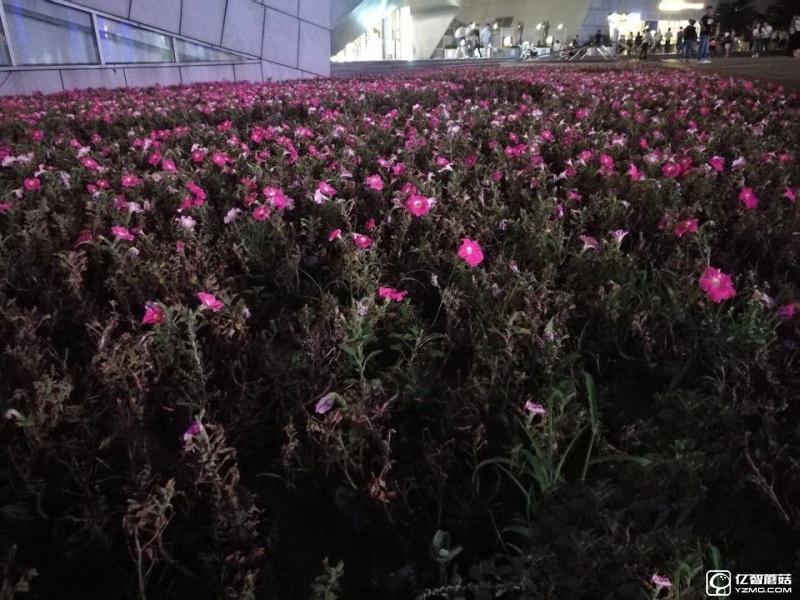 華為P9/三星 S7 edge拍照對(duì)比評(píng)測(cè)