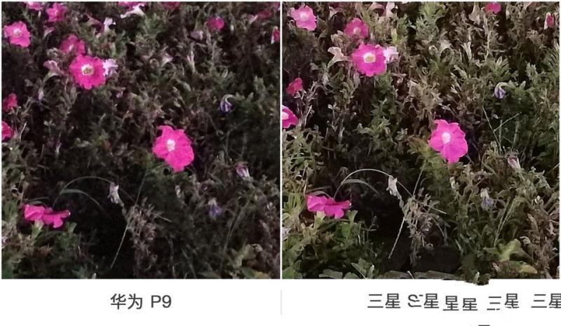 華為P9/三星 S7 edge拍照對(duì)比評(píng)測(cè)