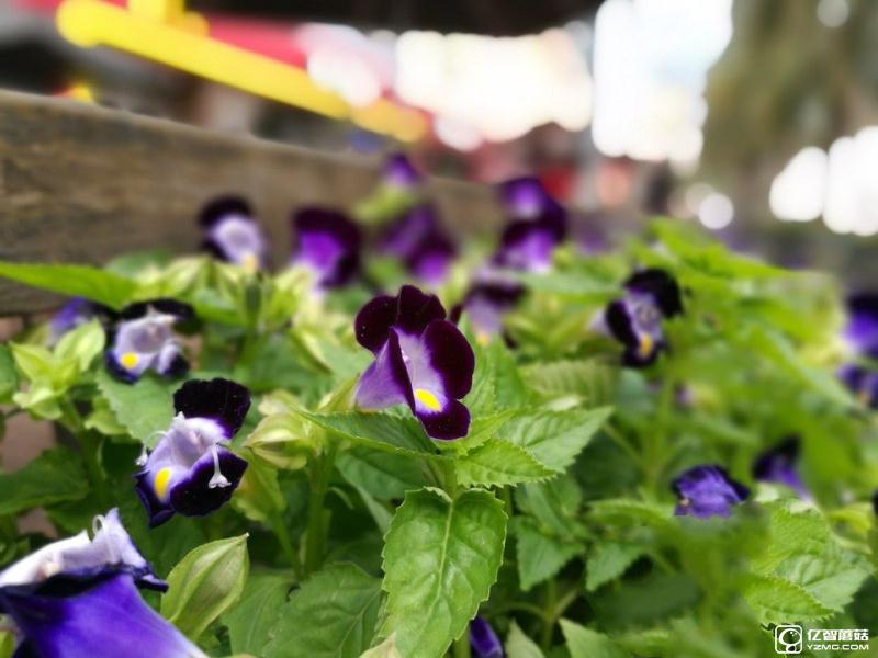 華為P9/三星 S7 edge拍照對(duì)比評(píng)測(cè)