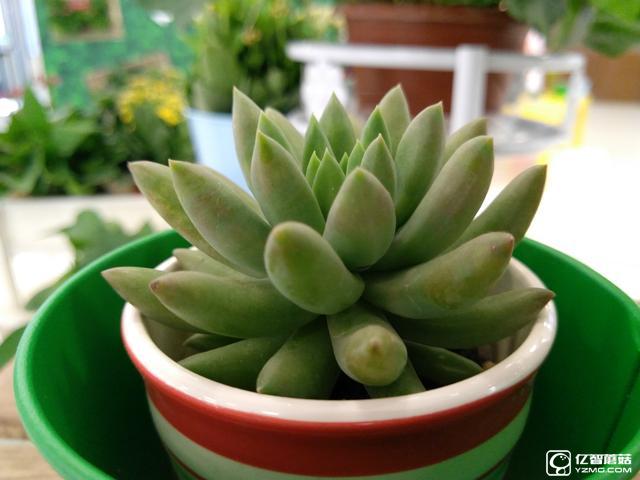 ZUK Z2 Pro拍照怎么樣 樣張圖賞