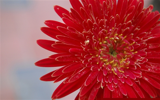 Windows 7官方RSS動態主題兩則