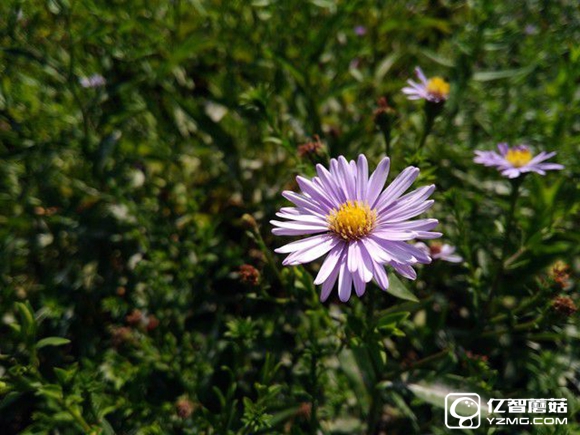 尖phone對決：榮耀5A PK 紅米Note 3（暫不發布） 