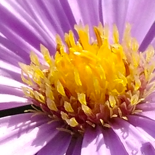 尖phone對決：榮耀5A PK 紅米Note 3（暫不發布） 