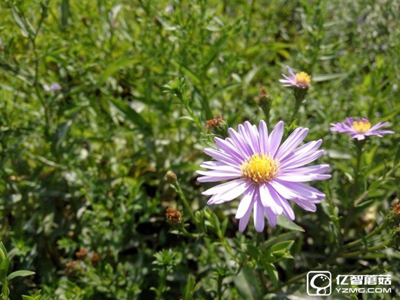 尖phone對決：榮耀5A PK 紅米Note 3（暫不發布） 