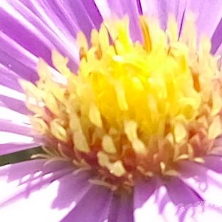 尖phone對決：榮耀5A PK 紅米Note 3（暫不發布） 