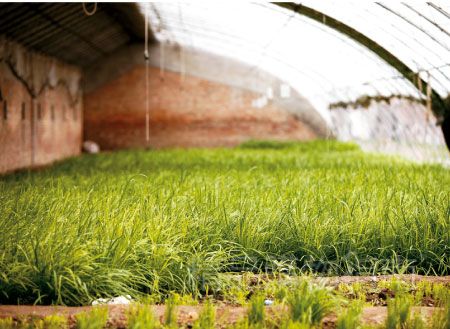 人工智能促進(jìn)農(nóng)業(yè)發(fā)展   種菜都要精確到每一片葉子