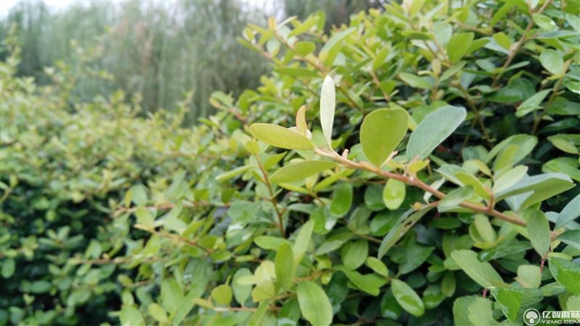 紅米Pro尊享版怎么樣？紅米Pro尊享版全面評測