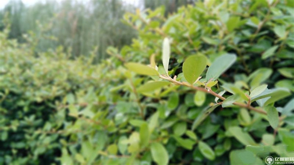 紅米Pro尊享版怎么樣？紅米Pro尊享版全面評測