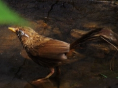 淘寶兜售野鳥屢禁不止 阿里處理消極態度