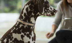 Felcana寵物健康智能狗環:這個項圈能幫你照顧狗狗