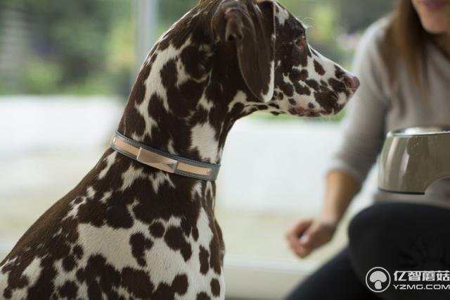 自己都養不好怎么養狗？這個項圈能幫你照顧狗狗