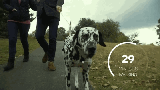 自己都養不好怎么養狗？這個項圈能幫你照顧狗狗