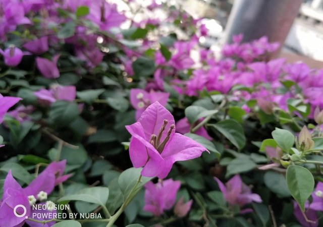 前后各雙攝像頭 努比亞Z17S拍照評測