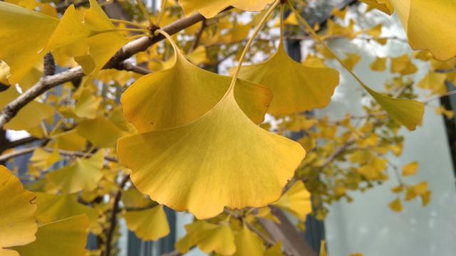 紅米5A評測 599元紅米5A值得買嗎?