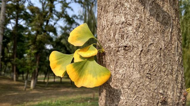 紅米5A評測 599元紅米5A值得買嗎?