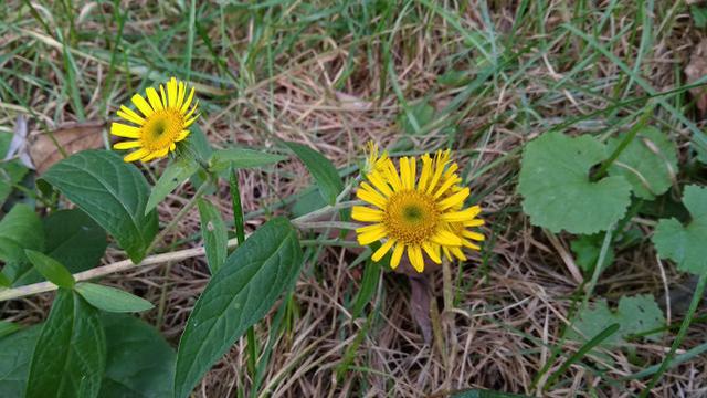 紅米5A評測 599元紅米5A值得買嗎?