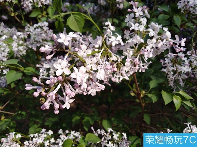 堅果3、榮耀暢玩7C、魅藍(lán)S6拍照樣張對比 千元機(jī)拍照哪個好?