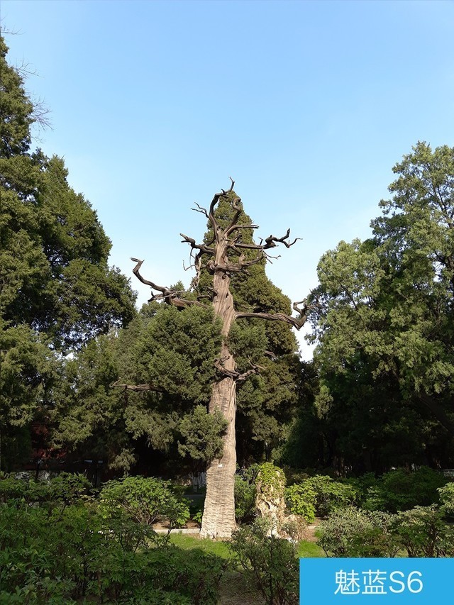 堅果3、榮耀暢玩7C、魅藍(lán)S6拍照樣張對比 千元機(jī)拍照哪個好?