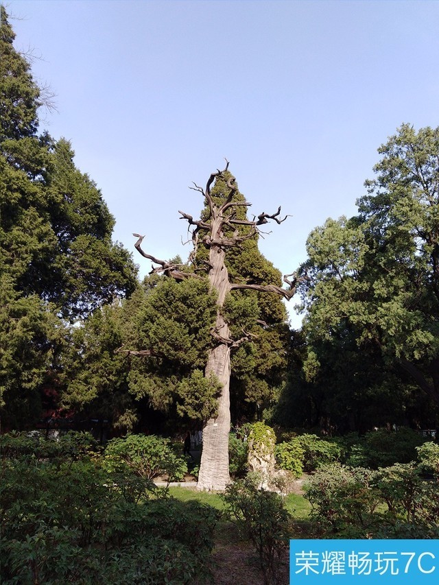 堅果3、榮耀暢玩7C、魅藍(lán)S6拍照樣張對比 千元機(jī)拍照哪個好?