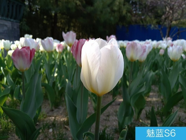 堅果3、榮耀暢玩7C、魅藍(lán)S6拍照樣張對比 千元機(jī)拍照哪個好?