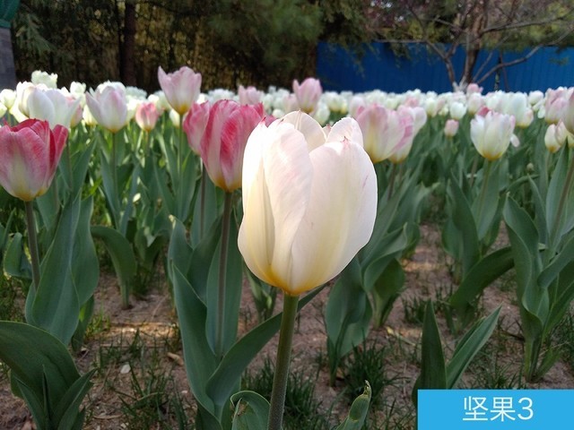 堅果3、榮耀暢玩7C、魅藍(lán)S6拍照樣張對比 千元機(jī)拍照哪個好?