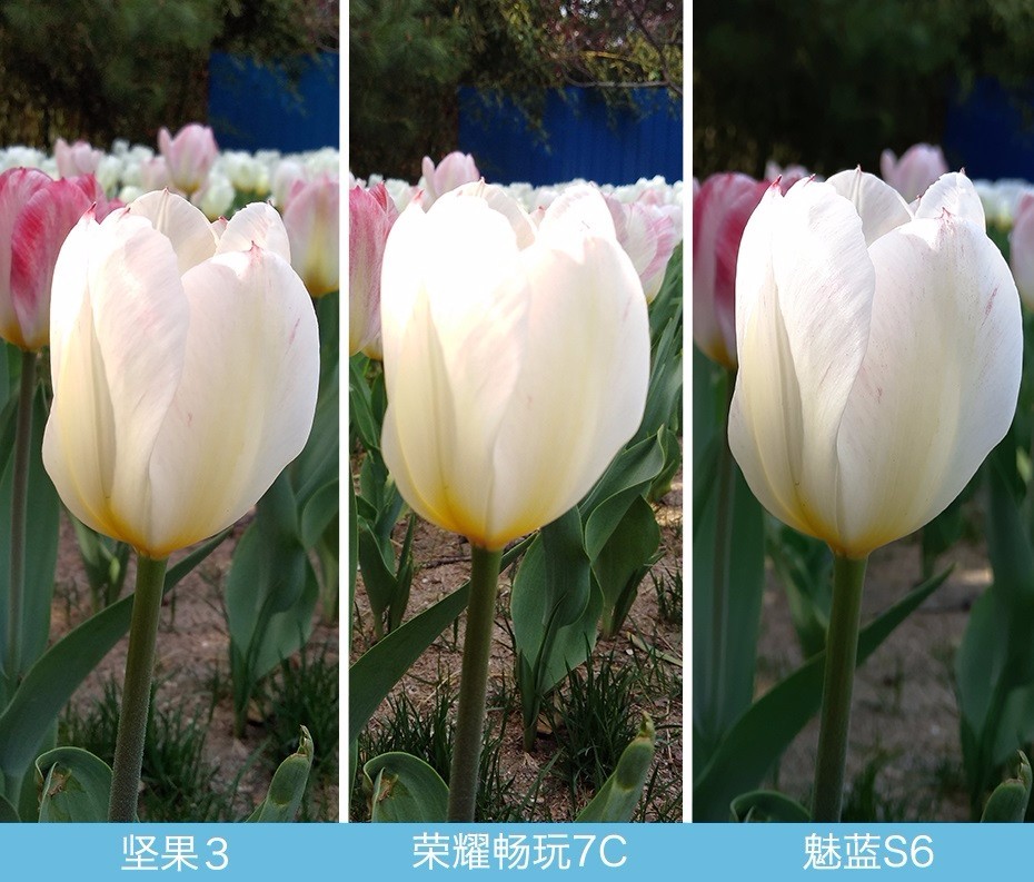 堅果3、榮耀暢玩7C、魅藍(lán)S6拍照樣張對比 千元機(jī)拍照哪個好?