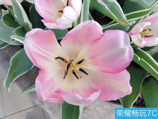 堅果3、榮耀暢玩7C、魅藍(lán)S6拍照樣張對比 千元機(jī)拍照哪個好?