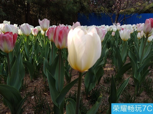 堅果3、榮耀暢玩7C、魅藍(lán)S6拍照樣張對比 千元機(jī)拍照哪個好?