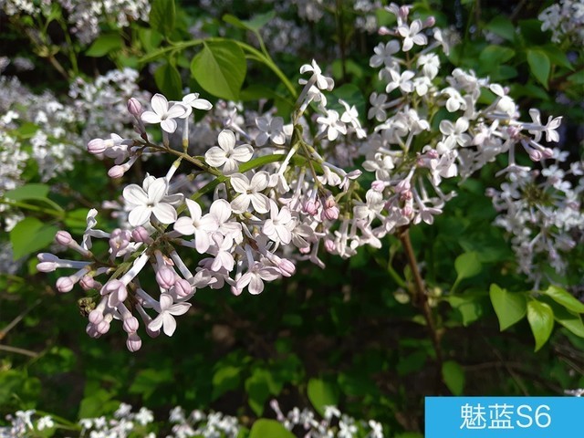 堅果3、榮耀暢玩7C、魅藍(lán)S6拍照樣張對比 千元機(jī)拍照哪個好?