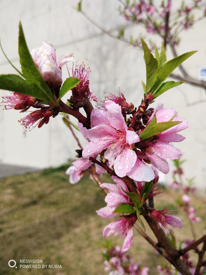 努比亞Z18mini值得買嗎？努比亞Z18mini評測