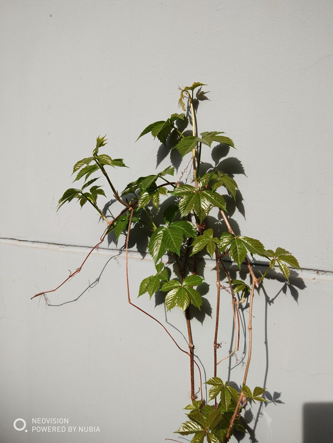 努比亞Z18mini值得買嗎？努比亞Z18mini評測