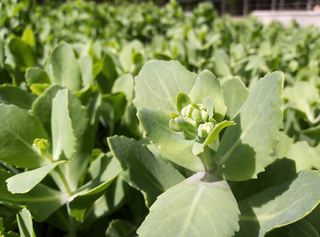 榮耀暢玩7值得買嗎?榮耀暢玩7評(píng)測(cè)