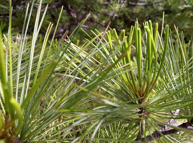 榮耀暢玩7值得買嗎?榮耀暢玩7評(píng)測(cè)