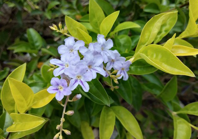 OPPO A5怎么樣 值得買嗎?OPPO A5評(píng)測(cè)