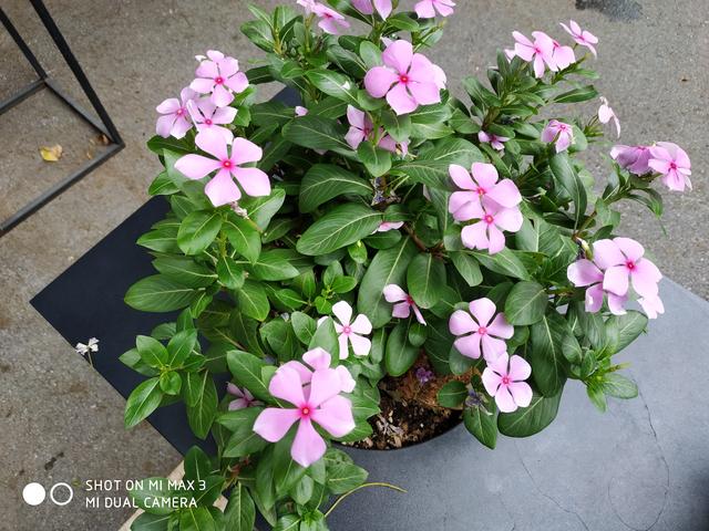 榮耀Note10和小米Max3對比評測 巨屏手機選哪款好?