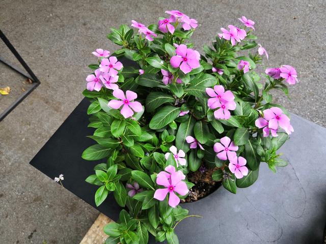 榮耀Note10和小米Max3對比評測 巨屏手機選哪款好?